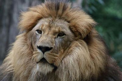 Зоологический сад Пистоя: Билет с быстрым входом - photo 4