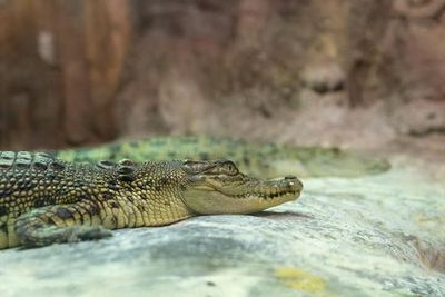 Стамбул: входной билет в аквариум и подводный зоопарк - photo 3