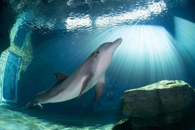 Клируотер морской аквариум: Входной билет - photo 4