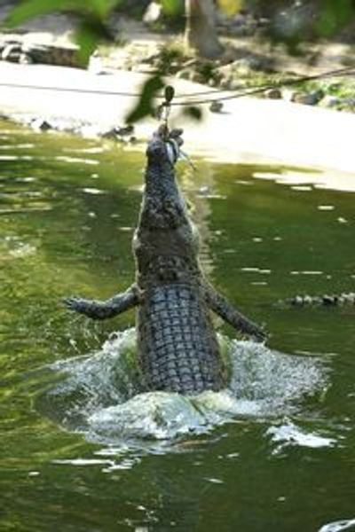 Крокодил Лангкави: Входной билет - photo 3