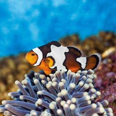 Barcelona Aquarium: Skip The Line Ticket - photo 3