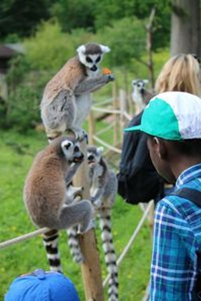 Сафари в Туари: входной билет - photo 4