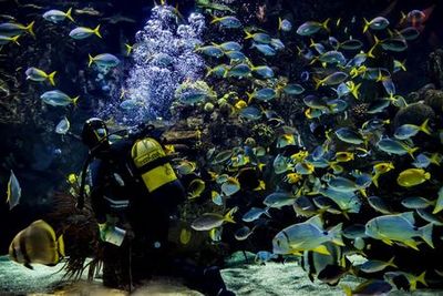 Океанографический и научный музей: Входной билет - photo 3