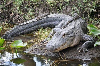 Парк отдыха Эверглейдс: поездка на полдня из Майами (вход + транспорт) - photo 3