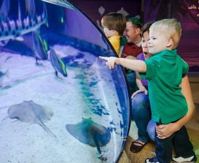 МОРСКАЯ ЖИЗНЬ Мичиган: Входной билет - photo 3