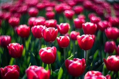 Keukenhof: Entry + Return Bus Transfer from A’dam Tower - photo 4