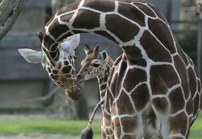 Rotterdam Zoo: Skip The Line Ticket - photo 3