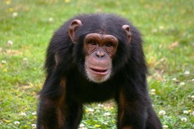 Lisbon Zoo: Fast Track Ticket - photo 4