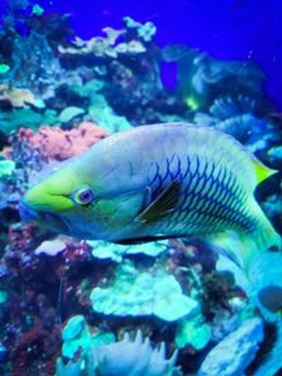 Аквариум в центре Денвера: Входной билет - photo 4