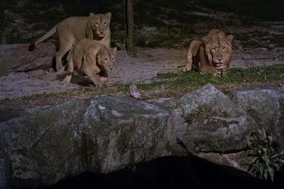 Сингапурское ночное сафари: Входной билет + Транспорт туда и обратно - photo 3