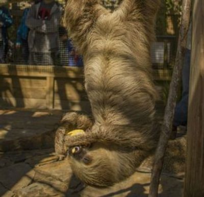 Посещение парка Wild Florida Gator - photo 4