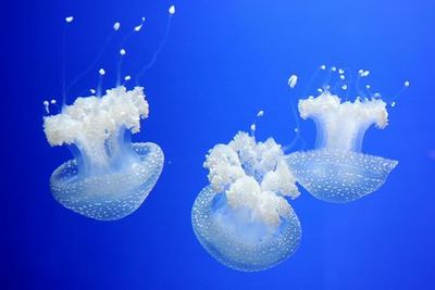 Генуэзский аквариум: входной билет + дегустация уличной еды - photo 4