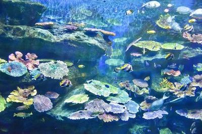 МОРСКАЯ ЖИЗНЬ Океанский мир Бангкока: Входной билет - photo 4