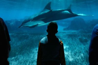 XPERIA - Ocean Journey: входной билет - photo 4