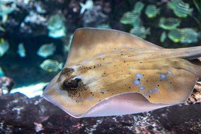 Сиэтлский аквариум: Входной билет - photo 4