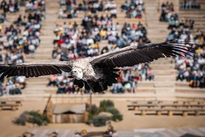 Puy du Fou España: Вход в парк - photo 3