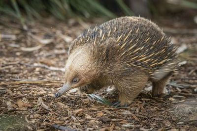 Заповедник Боноронг: Входной билет - photo 3