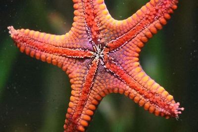 Океанариум Мичин в Гвадалахаре: Входной билет - photo 3