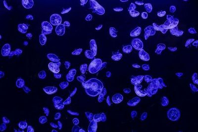 Аквариум Атлантис Мадрид: Входной билет - photo 4