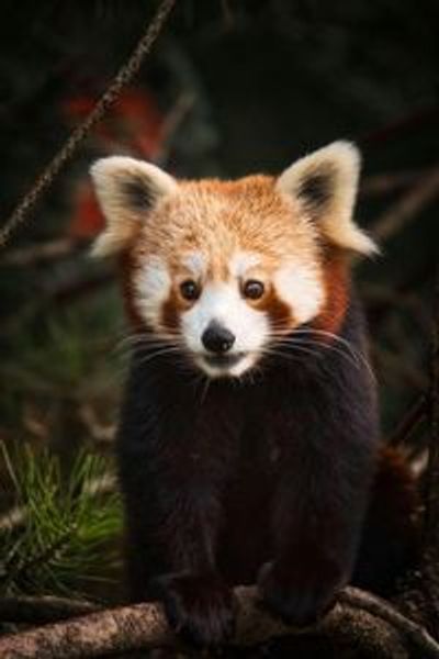 Парк Natura Viva: билет с открытой датой - photo 3