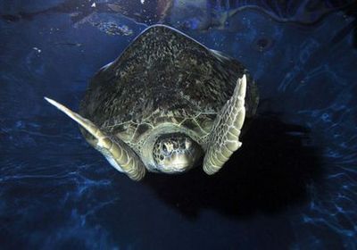 МОРСКАЯ ЖИЗНЬ Уэймут: Входной билет - photo 3