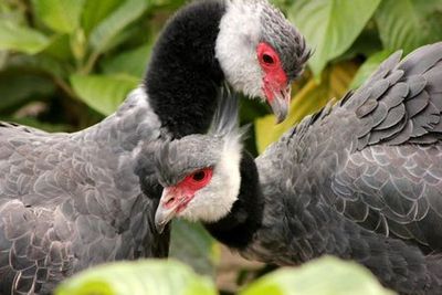 Парк консерватории Медельин: Билет с входом без очереди - photo 4
