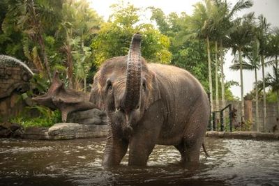 Австралийский зоопарк: быстрый входной билет + трансфер из Саншайн-Кост/Нуса - photo 3