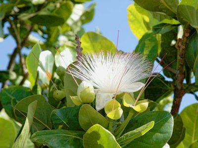 Пальметум Санта-Крус-де-Тенерифе: Входной билет - photo 4