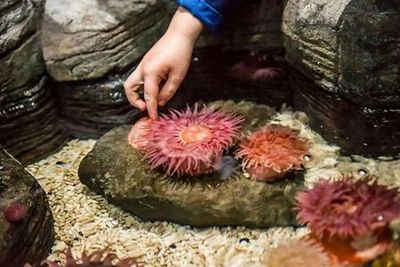 МОРСКАЯ ЖИЗНЬ Аризона: Входной билет - photo 3