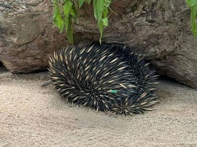 Сады коалы в Куранде: Входной билет - photo 3