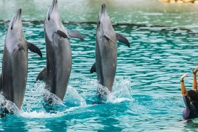 Sea World Gold Coast: билет на 1 день + поездка на гидроцикле - photo 4