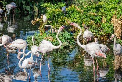 Зоопарк Феникс: Входной билет - photo 4