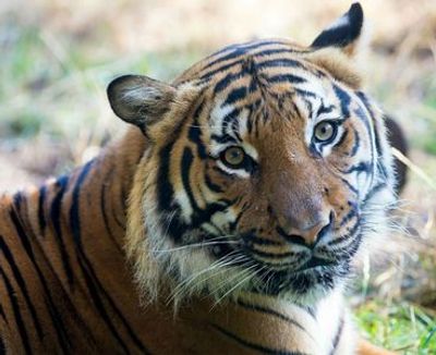 Лесной зоопарк: Билет с входом без очереди - photo 3