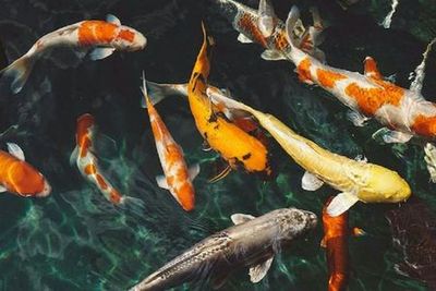 Dubai Butterfly Garden: входной билет - photo 3