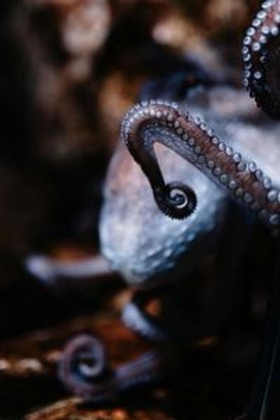 Аквариум Гран-Лион: Входной билет - photo 3