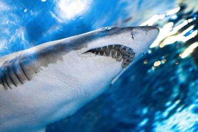 Аквариум Ripley 's Aquarium of the Smokies: Входной билет - photo 4