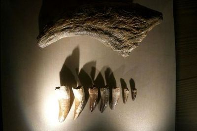 Музей естественной истории (Museo di Storia Naturale): входной билет - photo 3