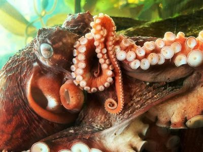 Аквариум в центре Денвера: Входной билет - photo 3