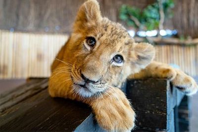 Тематический парк Виапорт с аквариумом и парком львов: Входной билет - photo 3