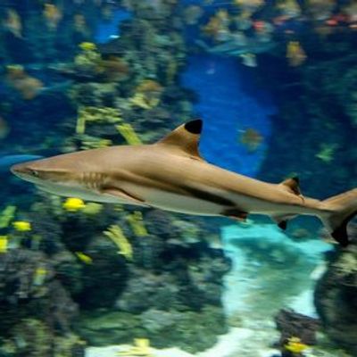 Аквариум Барселоны: Flexi-Ticket - photo 4