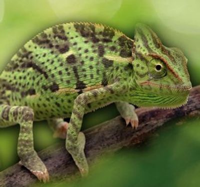 Аквариум в Ливорно: Входной билет - photo 4