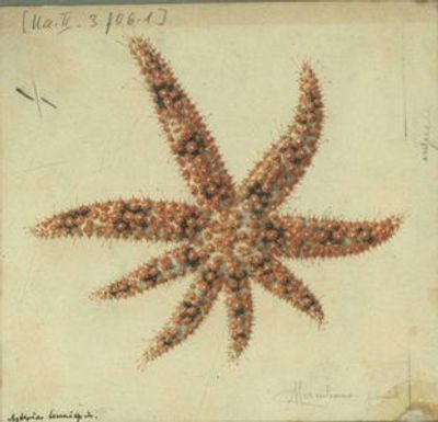 Аквариум Неаполя: Входной билет - photo 3