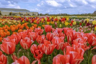 Вход на тюльпановую ферму + VIP-парад цветов с транспортом в Амстердаме - photo 4