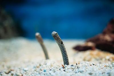 МОРСКАЯ ЖИЗНЬ Океанский мир Бангкока: Входной билет - photo 3