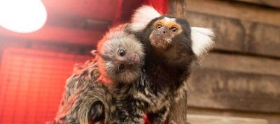 Парк дикой природы Symbio: Входной билет - photo 3