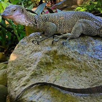 Парк рептилий на Бали: Входной билет - photo 3