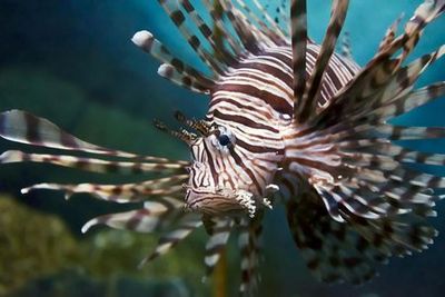 Океанариум Онирии: Входной билет - photo 4