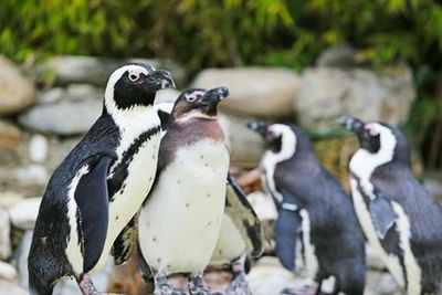 FyZoo: Входной билет - photo 3