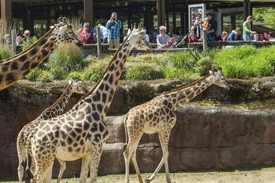 GaiaZOO: Входной билет - photo 4