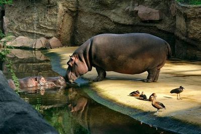 Кёльнский зоопарк и аквариум: Входной билет - photo 3